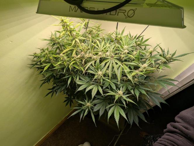 GG4 & OG Kush Auto. Week 8