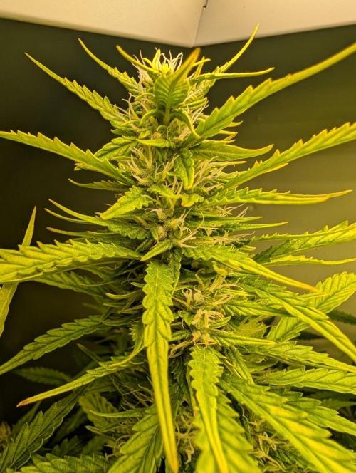 GG4 & OG: Genetics Beats Expensive Gear. Week 8
