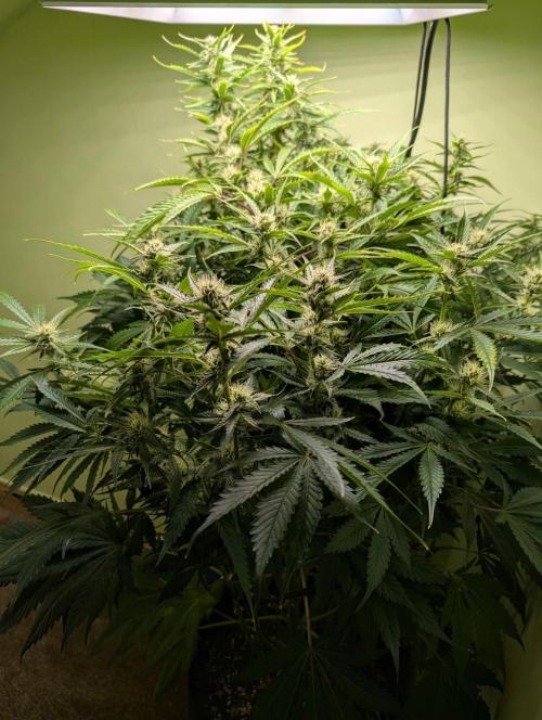 GG4 & OG: Genetics Beats Expensive Gear. Week 8