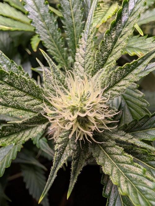 GG4 & OG: Genetics Beats Expensive Gear. Week 8
