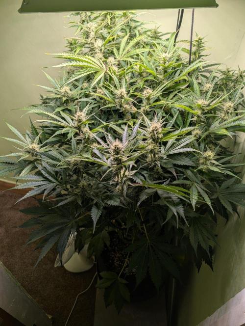 GG4 & OG: Genetics Beats Expensive Gear. Week 8