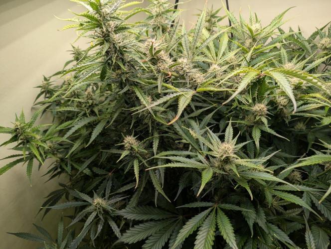GG4 & OG: Genetics Beats Expensive Gear. Week 8