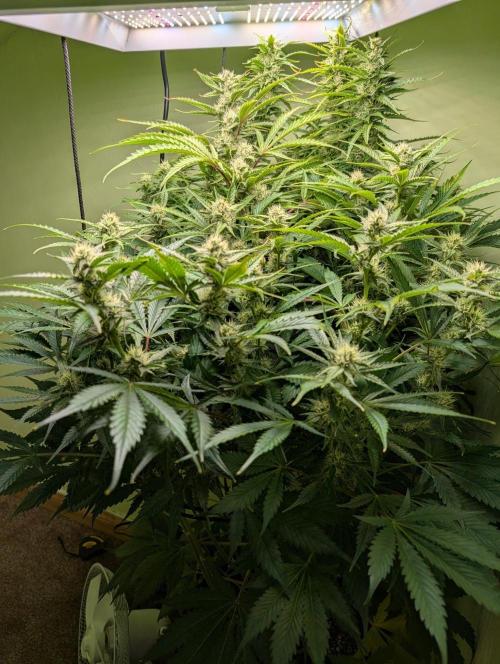 GG4 & OG: Genetics Beats Expensive Gear. Week 9
