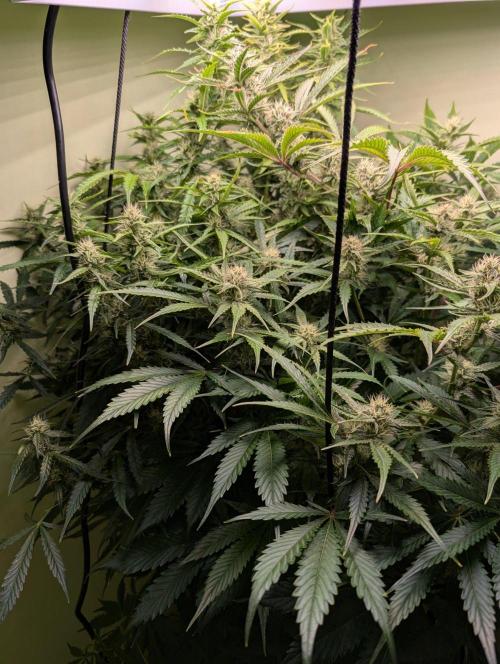 GG4 & OG: Genetics Beats Expensive Gear. Week 9
