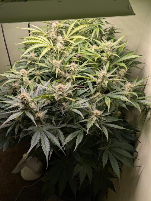 GG4 & OG: Genetics Beats Expensive Gear. Week 9