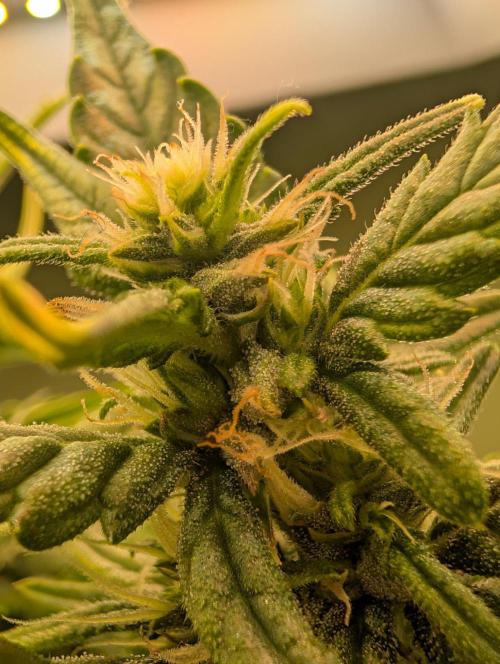 GG4 & OG: Genetics Beats Expensive Gear. Week 9