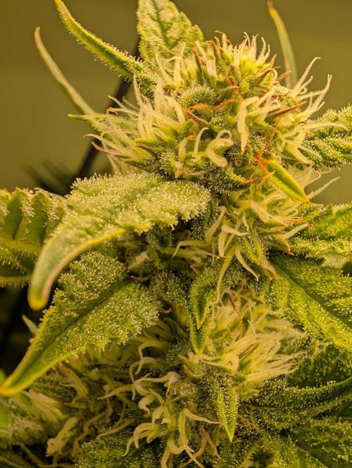 GG4 & OG: Genetics Beats Expensive Gear. Week 9