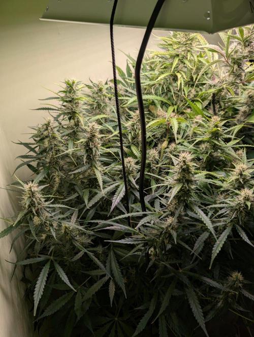 GG4 & OG: Genetics Beats Expensive Gear. Week 9