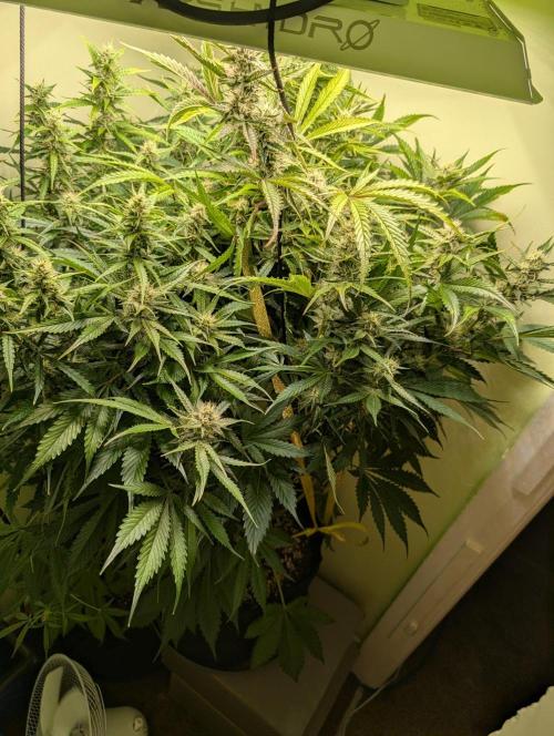 GG4 & OG: Genetics Beats Expensive Gear. Week 9