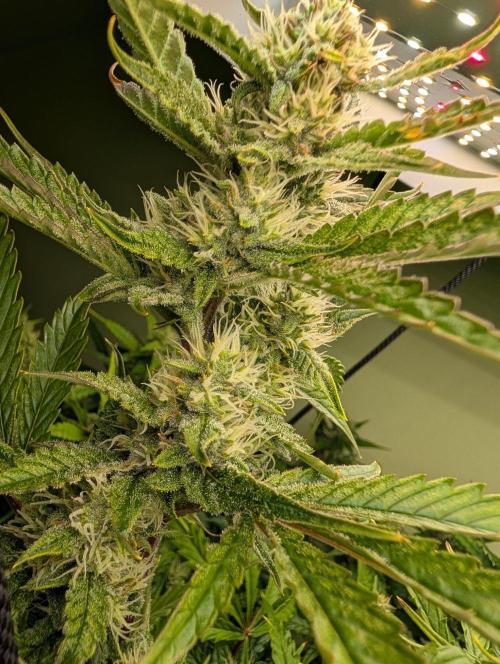 GG4 & OG: Genetics Beats Expensive Gear. Week 9