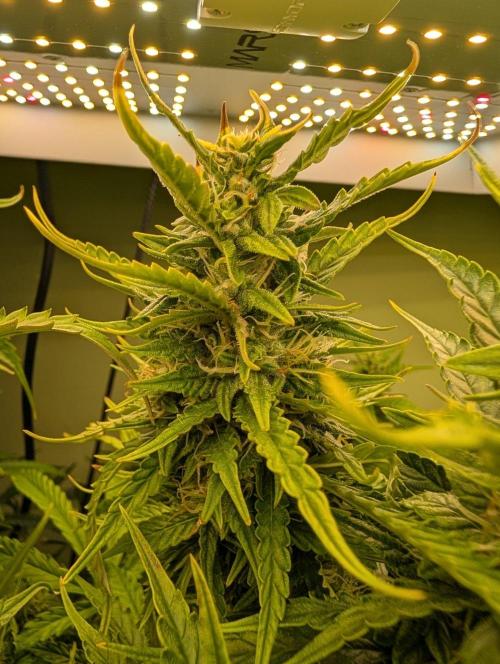 GG4 & OG: Genetics Beats Expensive Gear. Week 9