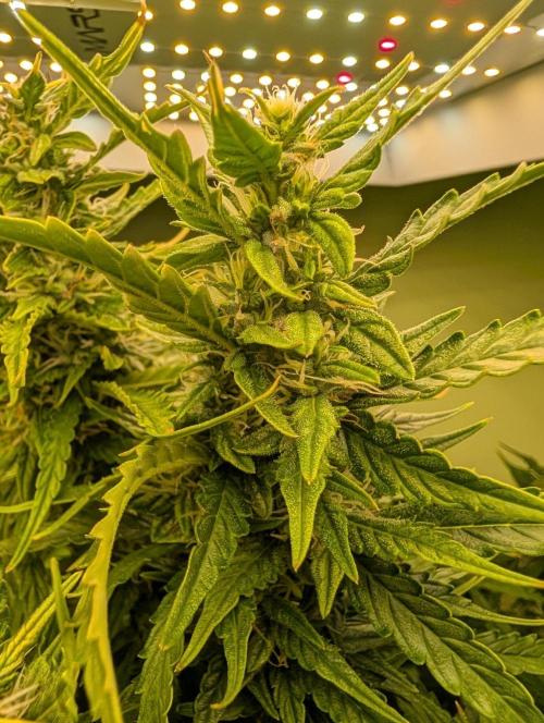 GG4 & OG: Genetics Beats Expensive Gear. Week 9