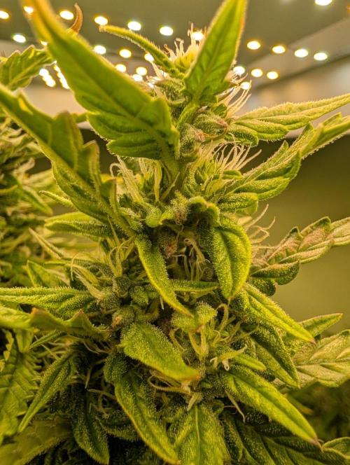 GG4 & OG: Genetics Beats Expensive Gear. Week 9