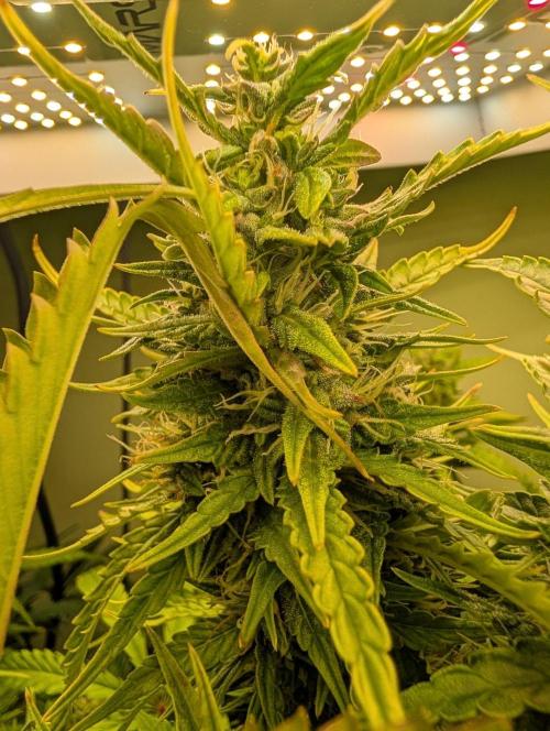 GG4 & OG: Genetics Beats Expensive Gear. Week 9