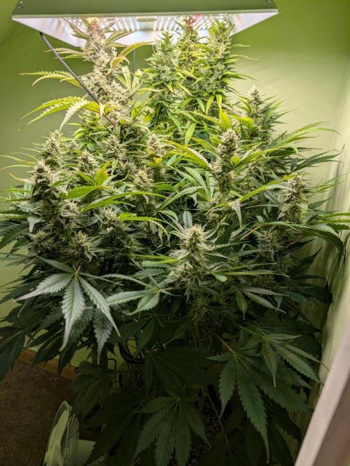 GG4 & OG: Genetics Beats Expensive Gear. Week 9