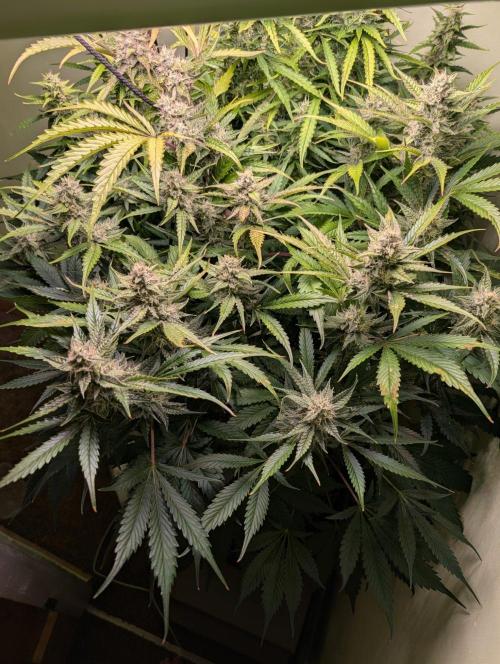 GG4 & OG: Genetics Beats Expensive Gear. Week 9