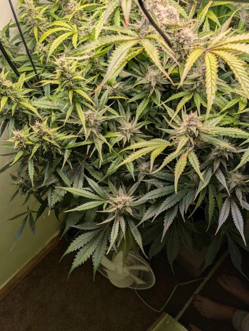 GG4 & OG: Genetics Beats Expensive Gear. Week 9
