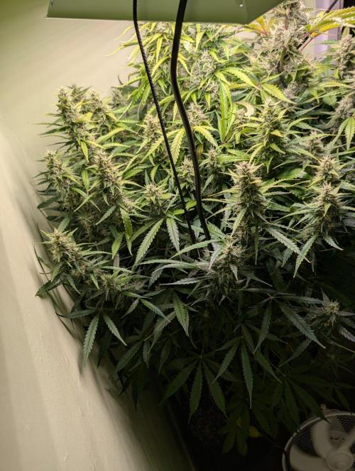GG4 & OG: Genetics Beats Expensive Gear. Week 9