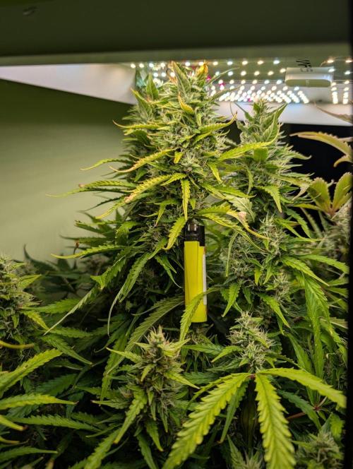 GG4 & OG: Genetics Beats Expensive Gear. Week 9