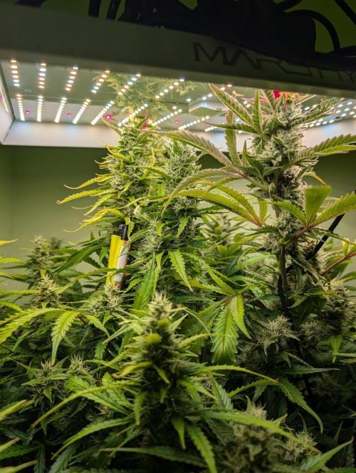 GG4 & OG: Genetics Beats Expensive Gear. Week 9