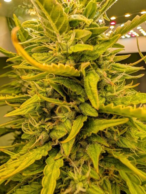 GG4 & OG: Genetics Beats Expensive Gear. Week 9