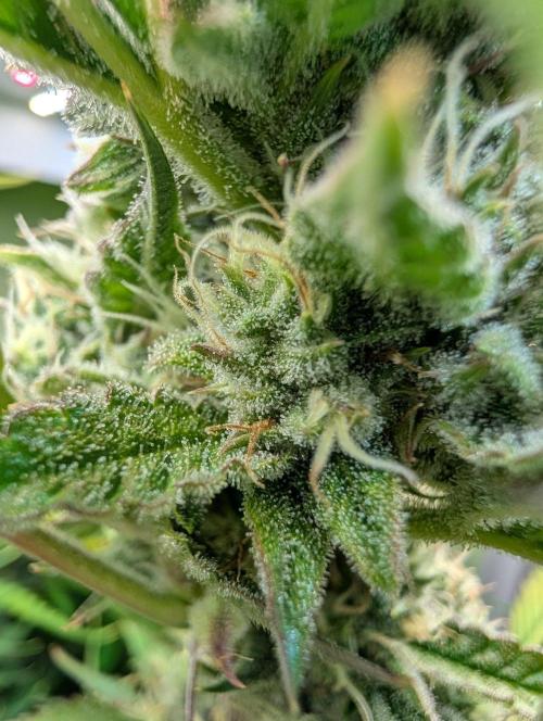 GG4 & OG: Genetics Beats Expensive Gear. Week 9