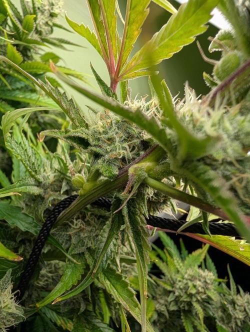 GG4 & OG: Genetics Beats Expensive Gear. Week 9