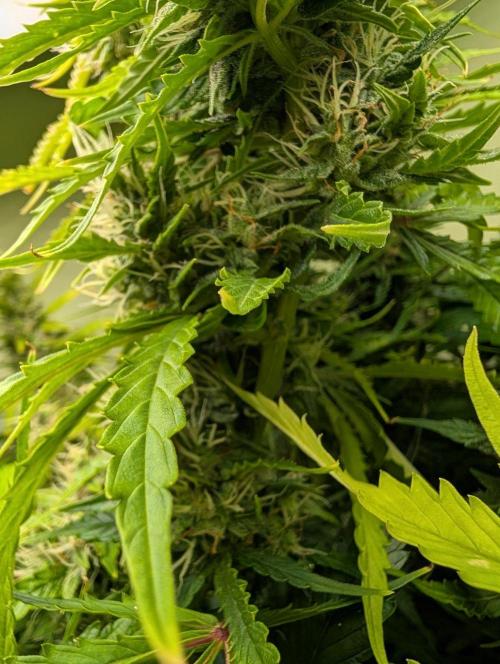 GG4 & OG: Genetics Beats Expensive Gear. Week 9
