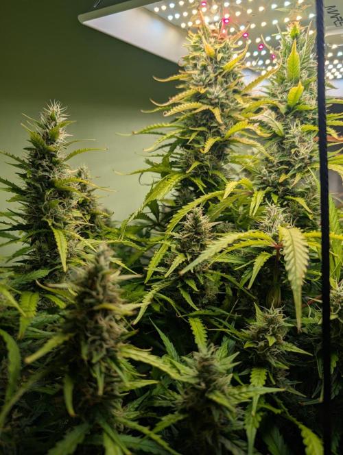 GG4 & OG: Genetics Beats Expensive Gear. Week 10