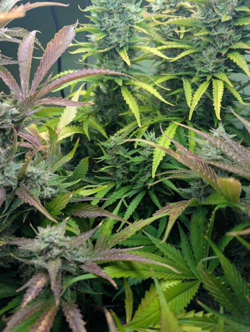 GG4 & OG: Genetics Beats Expensive Gear. Week 10