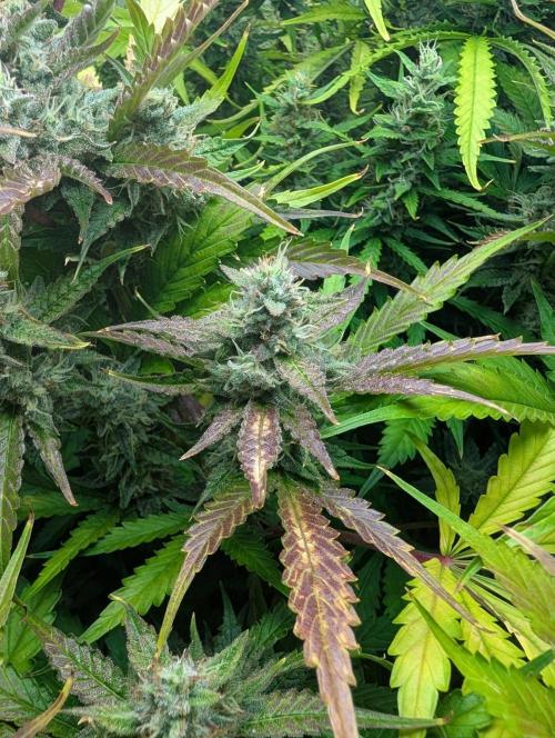GG4 & OG: Genetics Beats Expensive Gear. Week 10