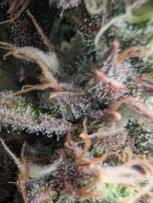 GG4 & OG: Genetics Beats Expensive Gear. Week 10