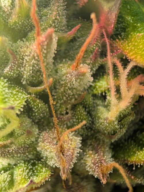 GG4 & OG: Genetics Beats Expensive Gear. Week 10