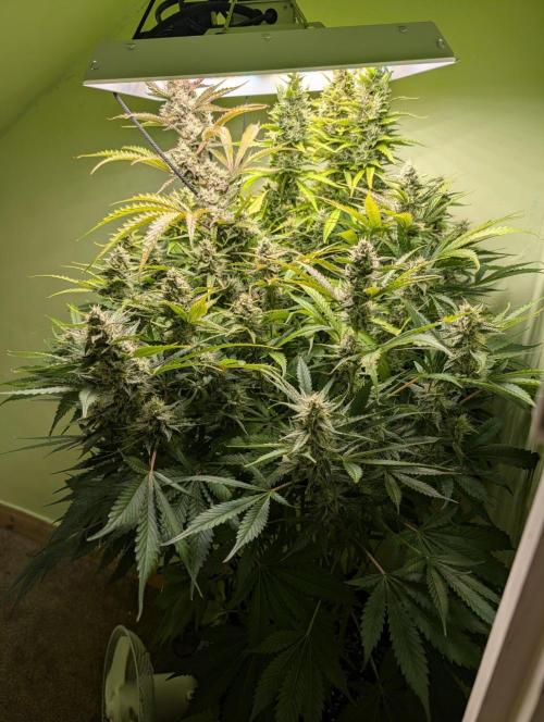 GG4 & OG: Genetics Beats Expensive Gear. Week 10