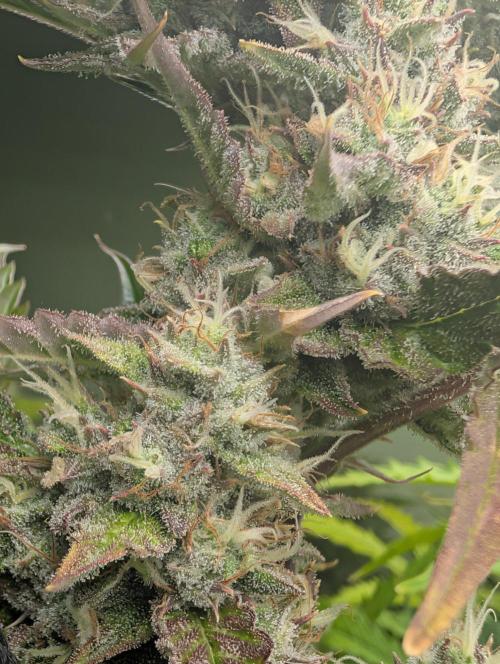 GG4 & OG: Genetics Beats Expensive Gear. Week 10