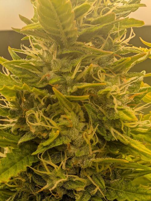 GG4 & OG: Genetics Beats Expensive Gear. Week 10