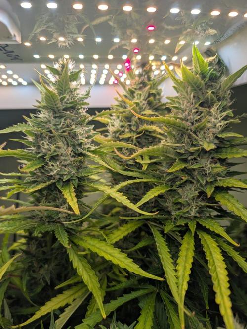 GG4 & OG: Genetics Beats Expensive Gear. Week 10