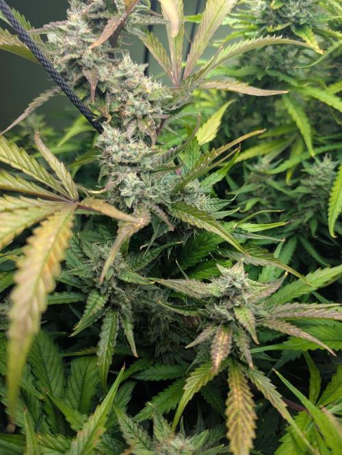 GG4 & OG: Genetics Beats Expensive Gear. Week 10