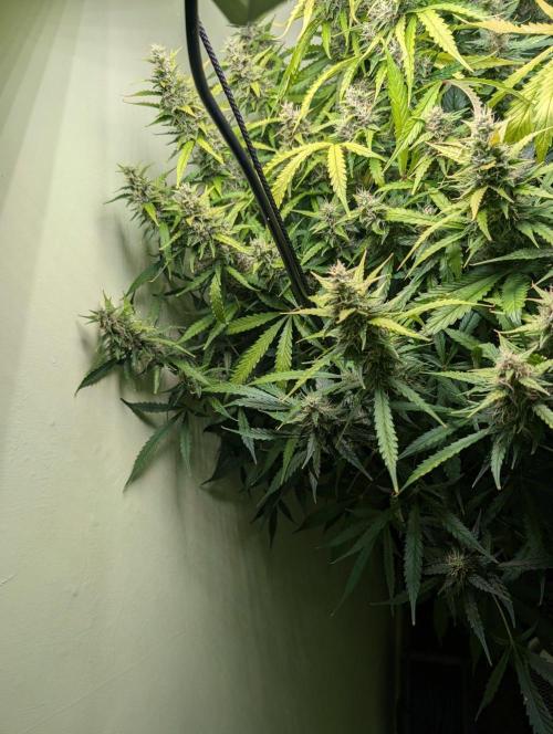 GG4 & OG: Genetics Beats Expensive Gear. Week 10