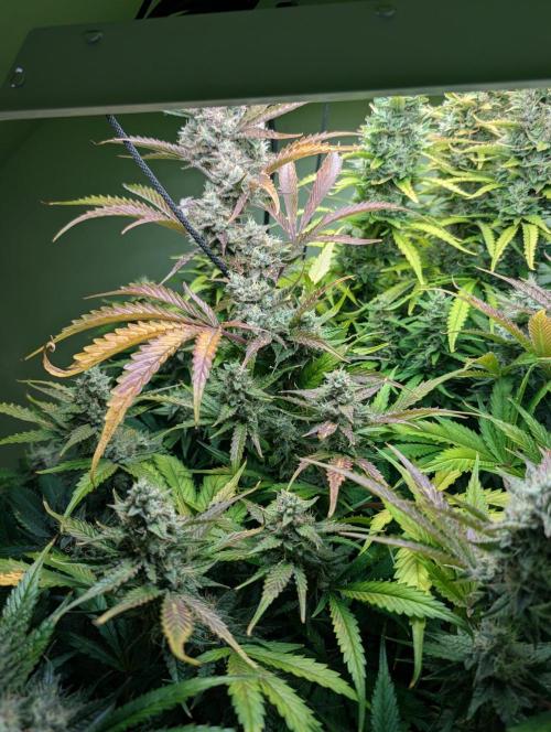 GG4 & OG: Genetics Beats Expensive Gear. Week 10