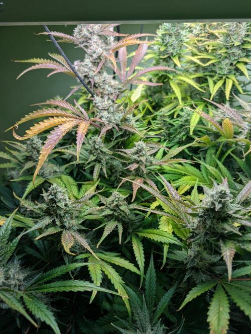 GG4 & OG: Genetics Beats Expensive Gear. Week 10