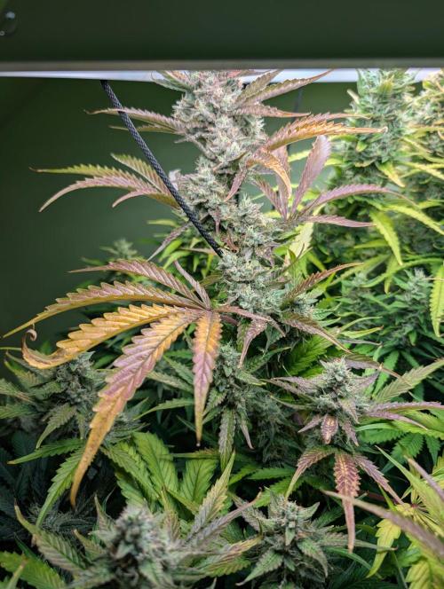 GG4 & OG: Genetics Beats Expensive Gear. Week 10