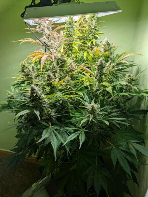 GG4 & OG: Genetics Beats Expensive Gear. Week 10