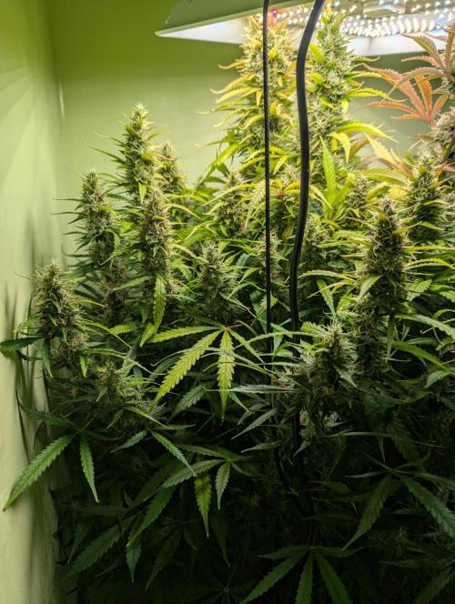 GG4 & OG: Genetics Beats Expensive Gear. Week 10