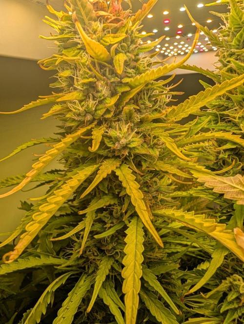 GG4 & OG: Genetics Beats Expensive Gear. Week 10