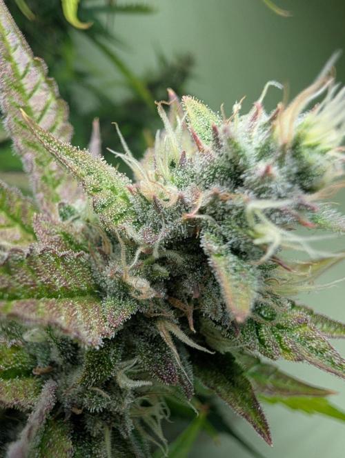 GG4 & OG: Genetics Beats Expensive Gear. Week 10