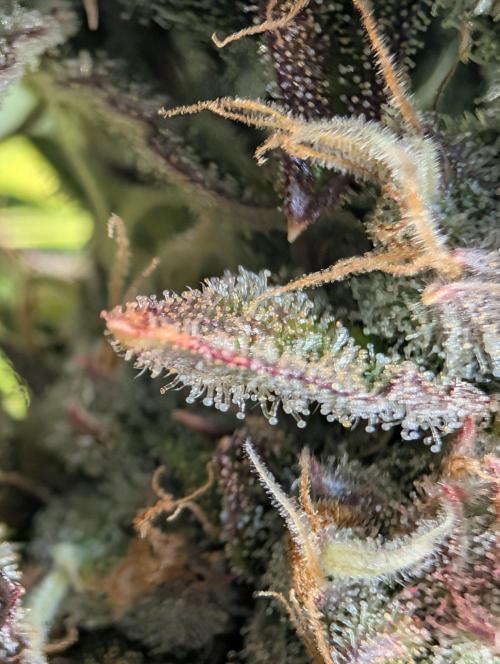 GG4 & OG: Genetics Beats Expensive Gear. Week 10