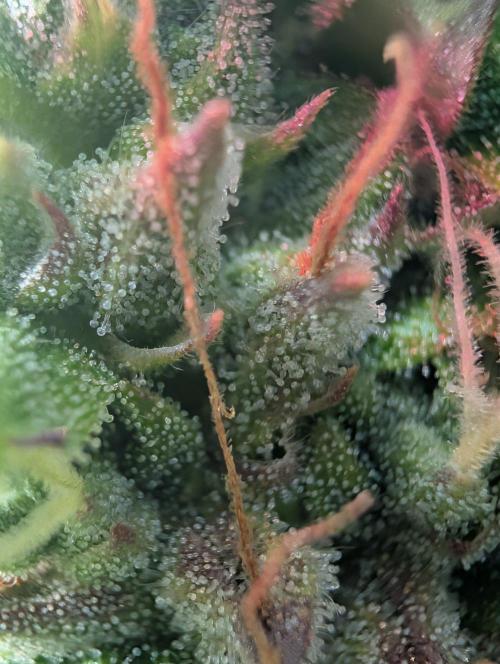 GG4 & OG: Genetics Beats Expensive Gear. Week 10