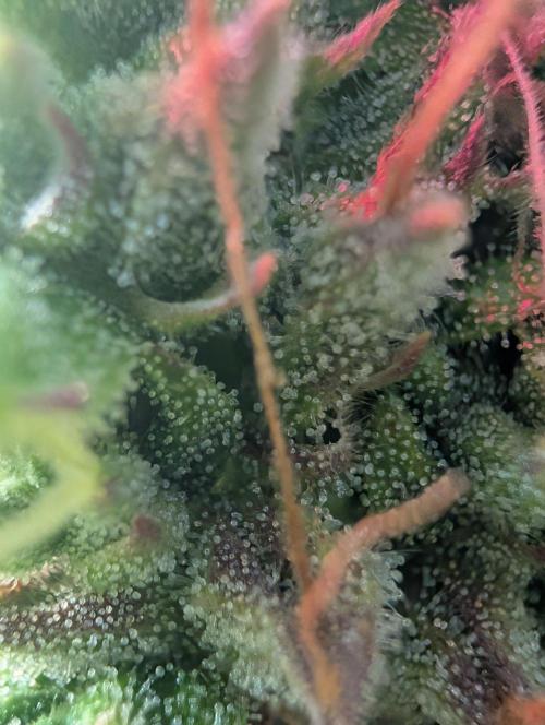 GG4 & OG: Genetics Beats Expensive Gear. Week 10