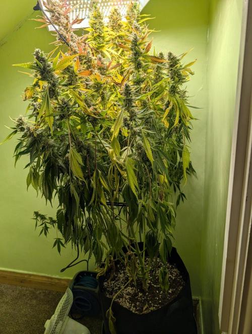 GG4 & OG: Genetics Beats Expensive Gear. Week 10
